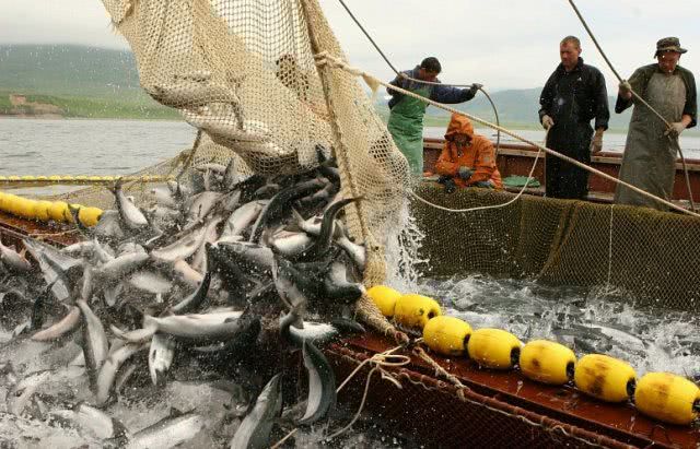 Отечественный рыбный промысел на Азовском море по угрозой