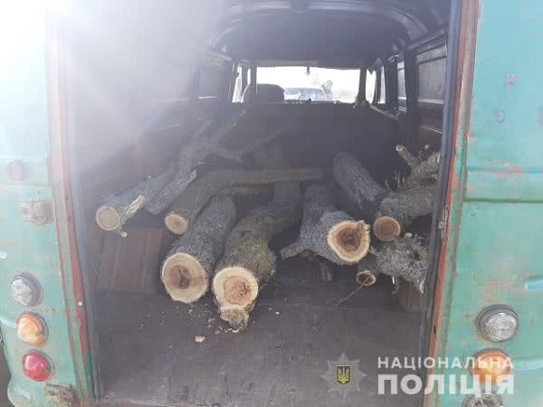Голопристанские полицейские обнаружили лесных браконьеров, которые спилили 25 деревьев шелковицы