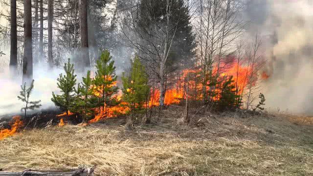 На Херсонщине из-за отдыхающих произошел пожар в лесу