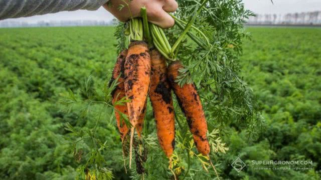 Фермеры Херсонщины в конце марта будут собирать урожай моркови