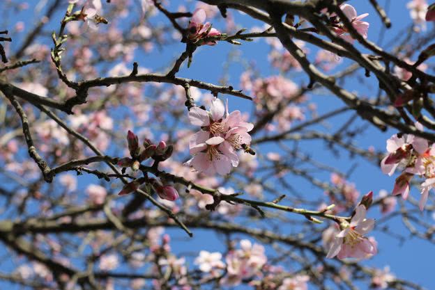 +21: в Херсоне зацвел миндаль