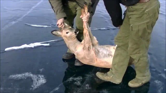 Косуль спасли инспекторы рыбоохранного патруля