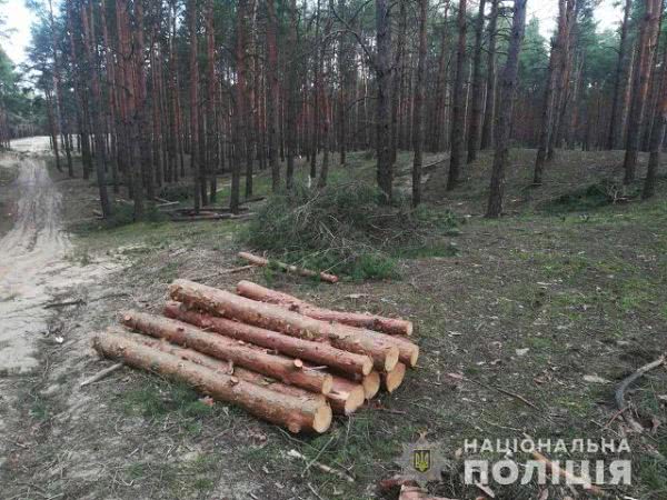 Полицией расследуется факт вырубки деревьев на Херсонщине