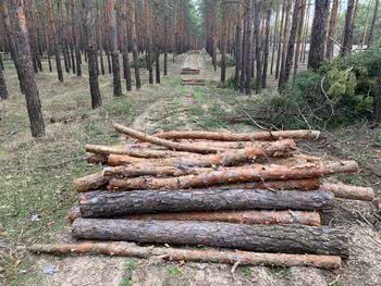 Гусєв каже, що ліс вирубують заплановано