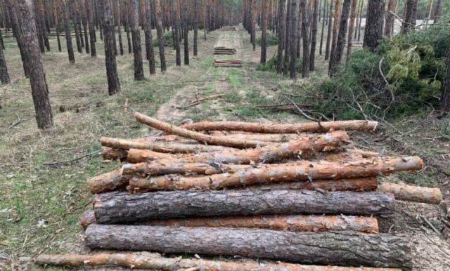 Херсонская ОГА опровергает незаконность вырубки леса за пределами Олешек
