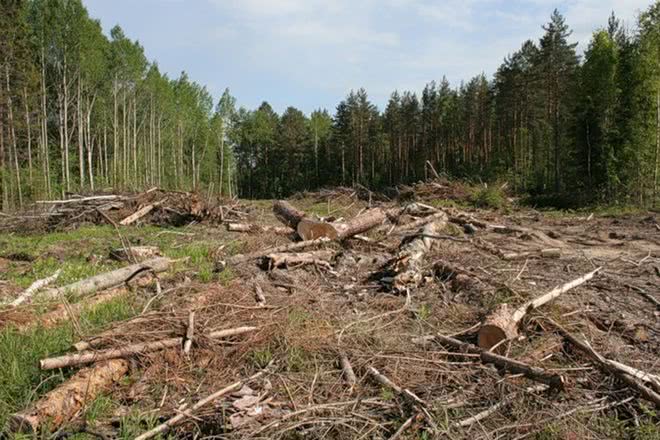 Объемы незаконных рубок леса в Украине за год выросли в семь раз