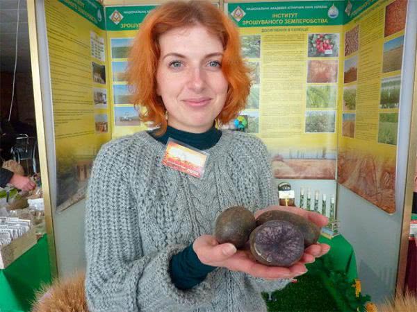 На Херсонщине прижился удивительный картофель