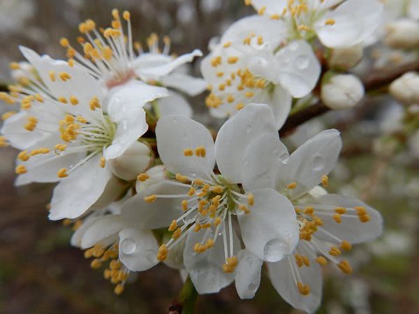 День весеннего равноденствия: приметы
