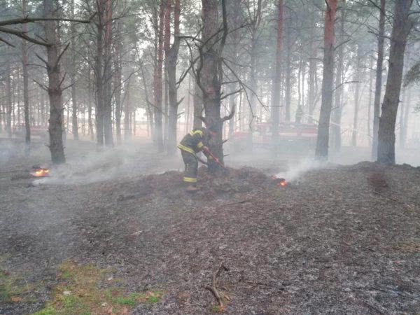 Олешківські рятувальники ліквідували пожежу лісової підстилки