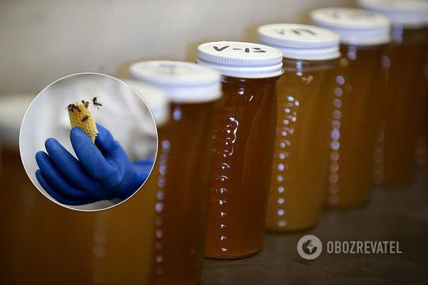 Украину завалил фальшивый мед, повышающий риск рака: результаты исследования