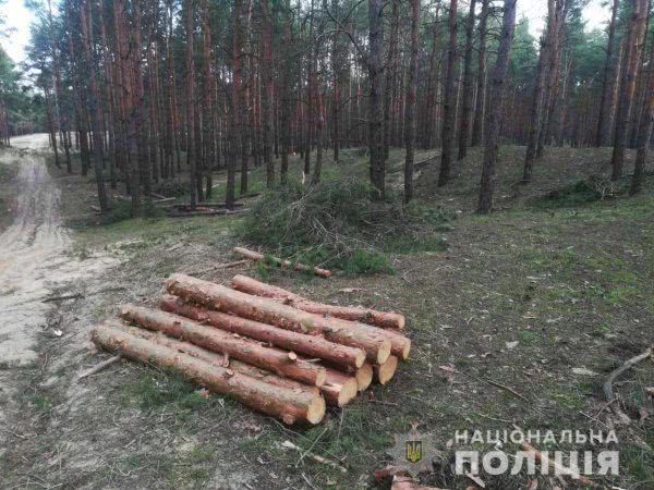 Поліцією розслідується факт вирубки дерев на Херсонщині