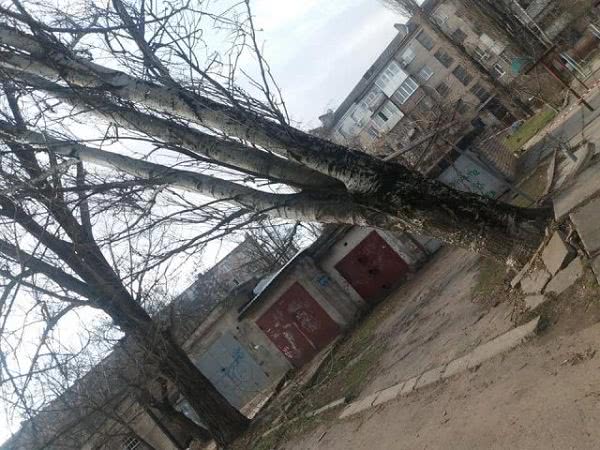 В Херсоне дерево две недели угрожает упасть на головы горожан