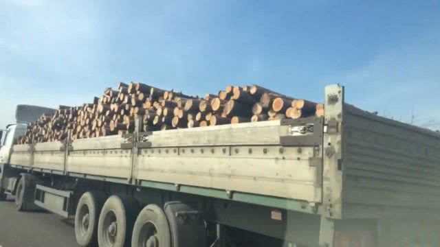 На Херсонщине продолжают незаконно рубить и вывозить рукотворный лес