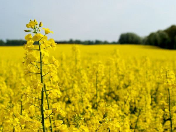В Херсонской области раньше срока зацвел рапс