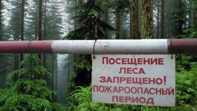 Гусев запретил посещение лесов