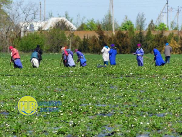 С середины мая на Херсонщине начнут собирать урожай клубники