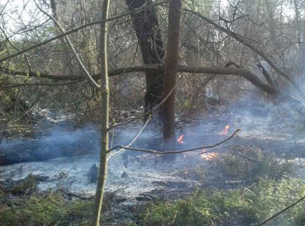 Новокаховские пожарные ликвидировали пожар в лесонасаждениях