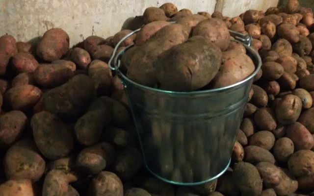 Криминальный виртуоз под Херсоном на картошке попался