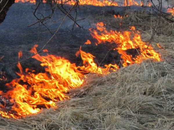 В законе о штрафах за сжигание сухой травы нет никакого смысла - эколог