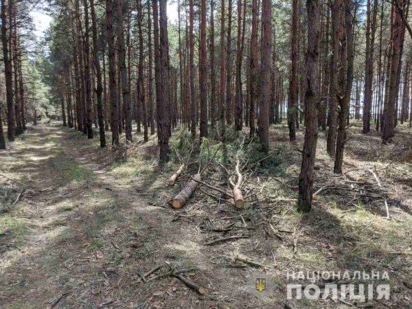 На Херсонщині поліція зареєструвала два факти браконьєрського спилювання дерев