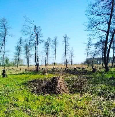 «Чорні» лісоруби попрацювали у Великій Кардашинці на 7 млн. грн.