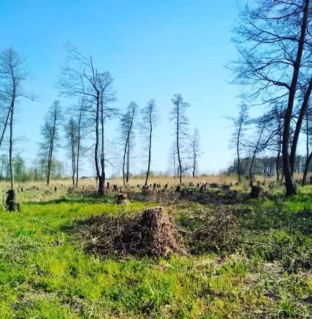 В Большой Кардашинке «черные» лесорубы нанесли ущерб природе на более чем 7 млн гривен