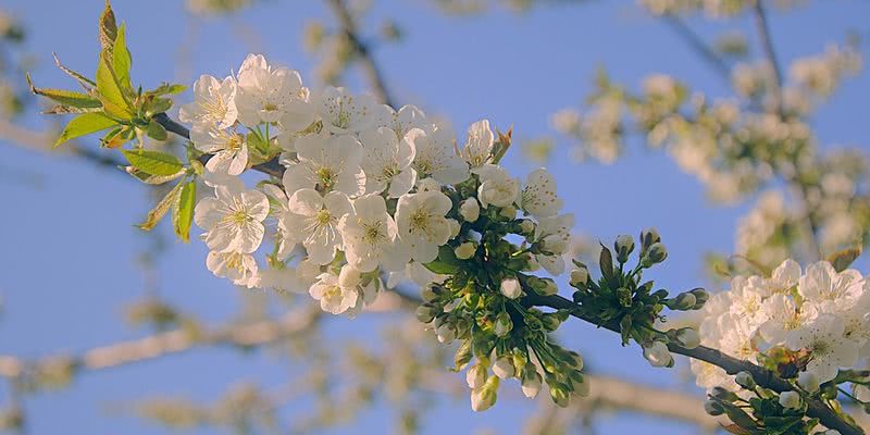 Иоанн Лествичник: народные поверья и приметы на 12 апреля