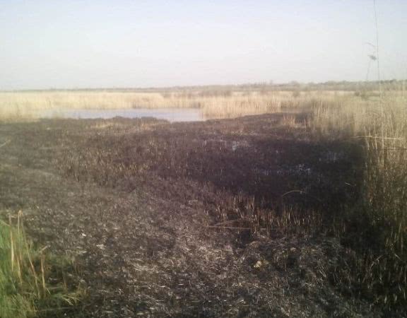 У Бериславському районі ліквідовано пожежу очерету у плавнях