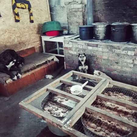 В Херсоне воруют даже у собак