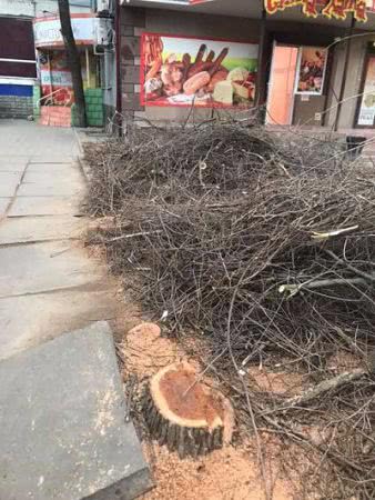 Депутат на зеленой зоне вырубил деревья и ставит свой киоск