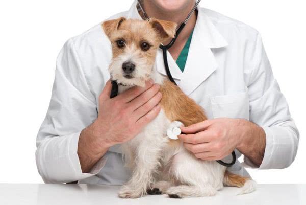 veterinar_vostrebovannaya_i_dostoynaya_professiya_image_5d36f54761e734.72882757
