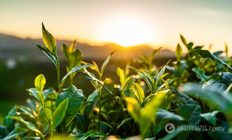 В Украине из-за засух и майских морозов погиб урожай. Цены на продукты подскочат уже летом