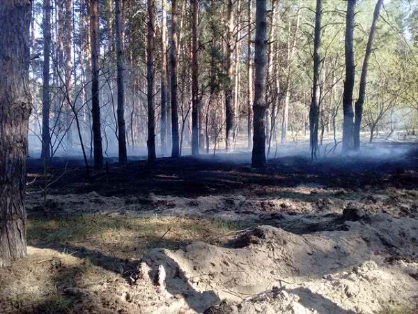Горела лесная подстилка в Збурьевском лесу