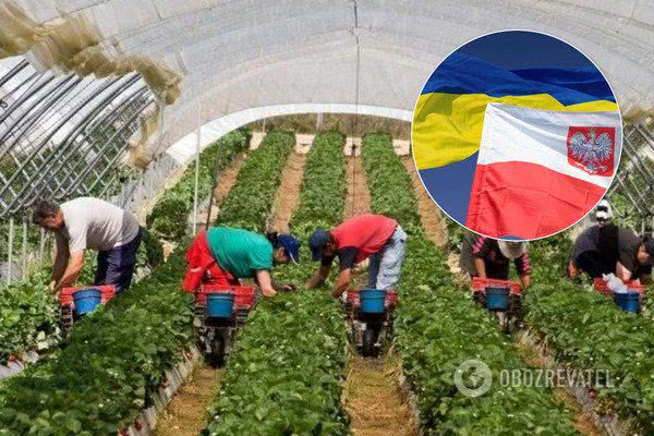В Польше признали зависимость своей экономики от украинских заробитчан