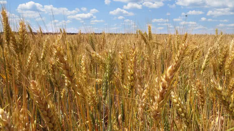 Заморозки могут лишить Украину до 25% урожая, - ученые