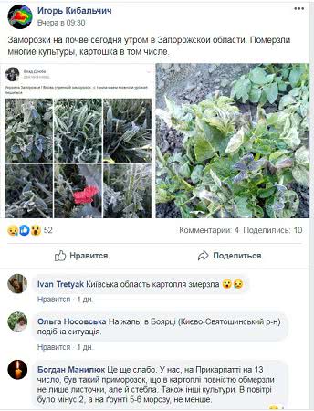 В Запорожье заморзки уничтожают урожай