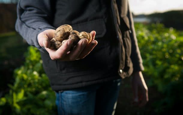 Нидерланды продали украинцам промышленный картофель