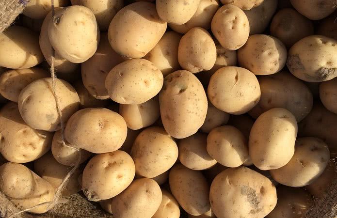 На Херсонщине целое село занимается выращиванием картофеля