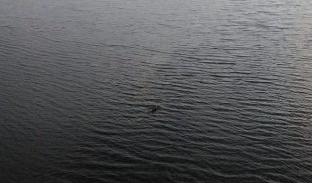 В Геническе дельфины заплывают в пролив между морем и Сивашом