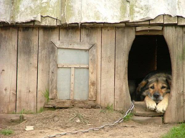 В Ивановке пес покусал девочку