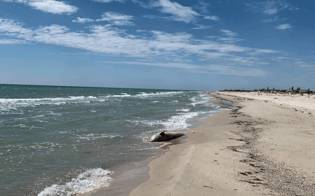 На морских побережьях Херсонщины нашли тела мертвых дельфинов