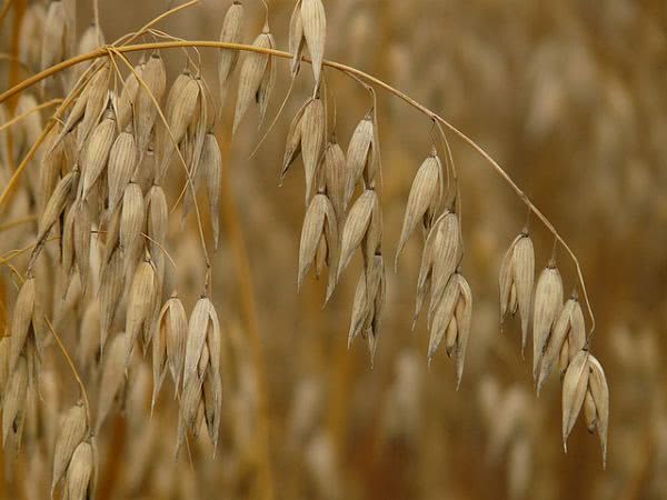 oats-8849_640