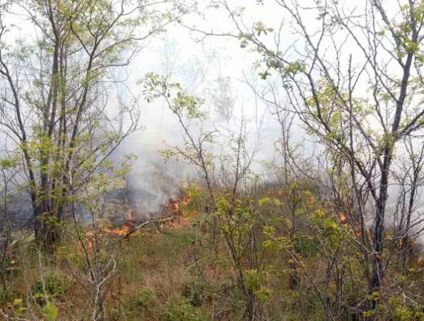 Голопристанські вогнеборці ліквідували пожежу в екосистемі
