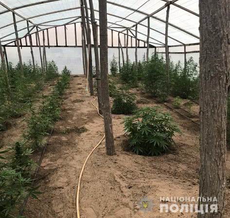 В Олешківському районі поліцейські вилучили понад 200 кущів коноплі