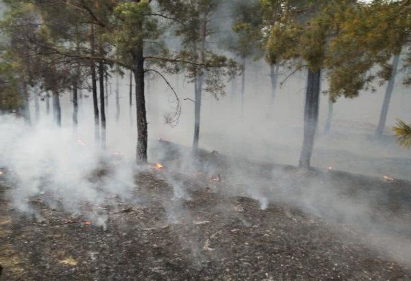 Ліквідовано лісову пожежу у Гладківському лісництві Голопристанського району