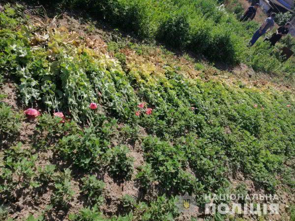 На Херсонщині поліцейські виявили на присадибній ділянці місцевого мешканця насадження нарковмісних рослин