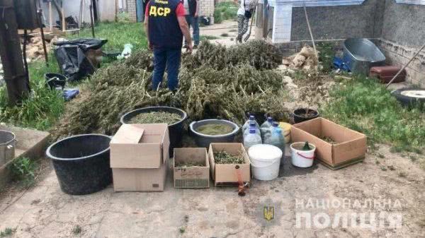 Херсонські поліцейські ліквідували незаконне вирощування марихуани загальною вартістю близько мільйона гривень