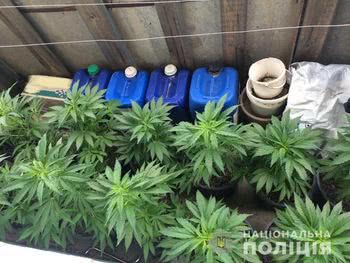 На Херсонщині поліція викрила 72-річного чоловіка у вирощуванні коноплі