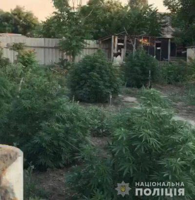 На Херсонщині поліцейські вилучили насадження коноплі на 300 тисяч гривень