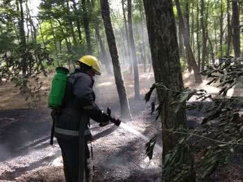 Горів ліс на землях Новокаховського лісництва
